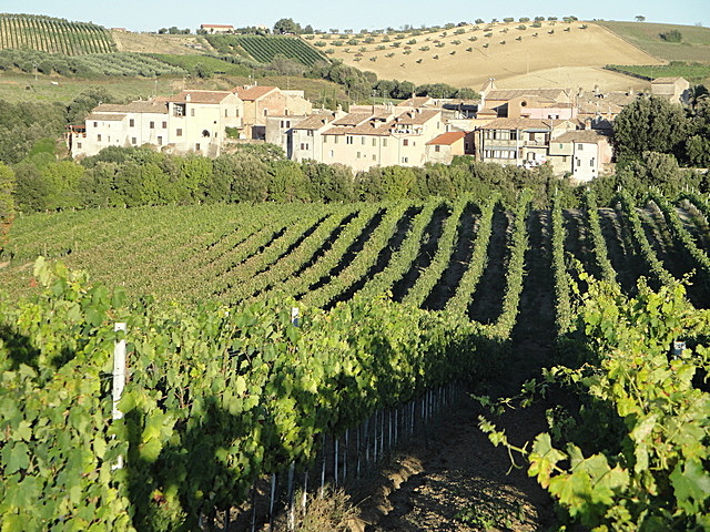 Azienda vitivinicola la Valle di Ceri vitigni