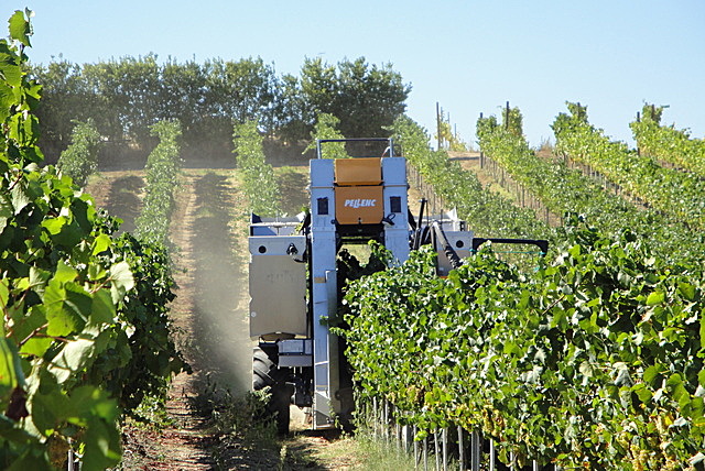 Azienda vitivinicola la Valle di Ceri vendemmia