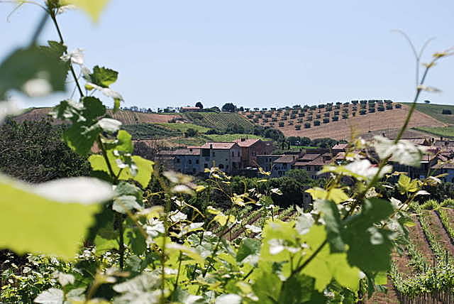 Azienda vitivinicola la Valle di Ceri